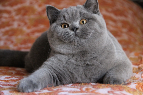 a fluffy grey cat with orange eyes and very uniform fur looking at the camera with a :3 face